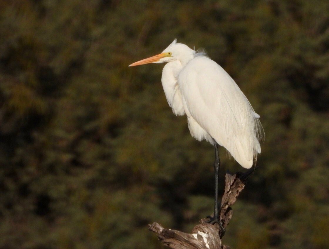 Seagull at Lake - Salim Ali