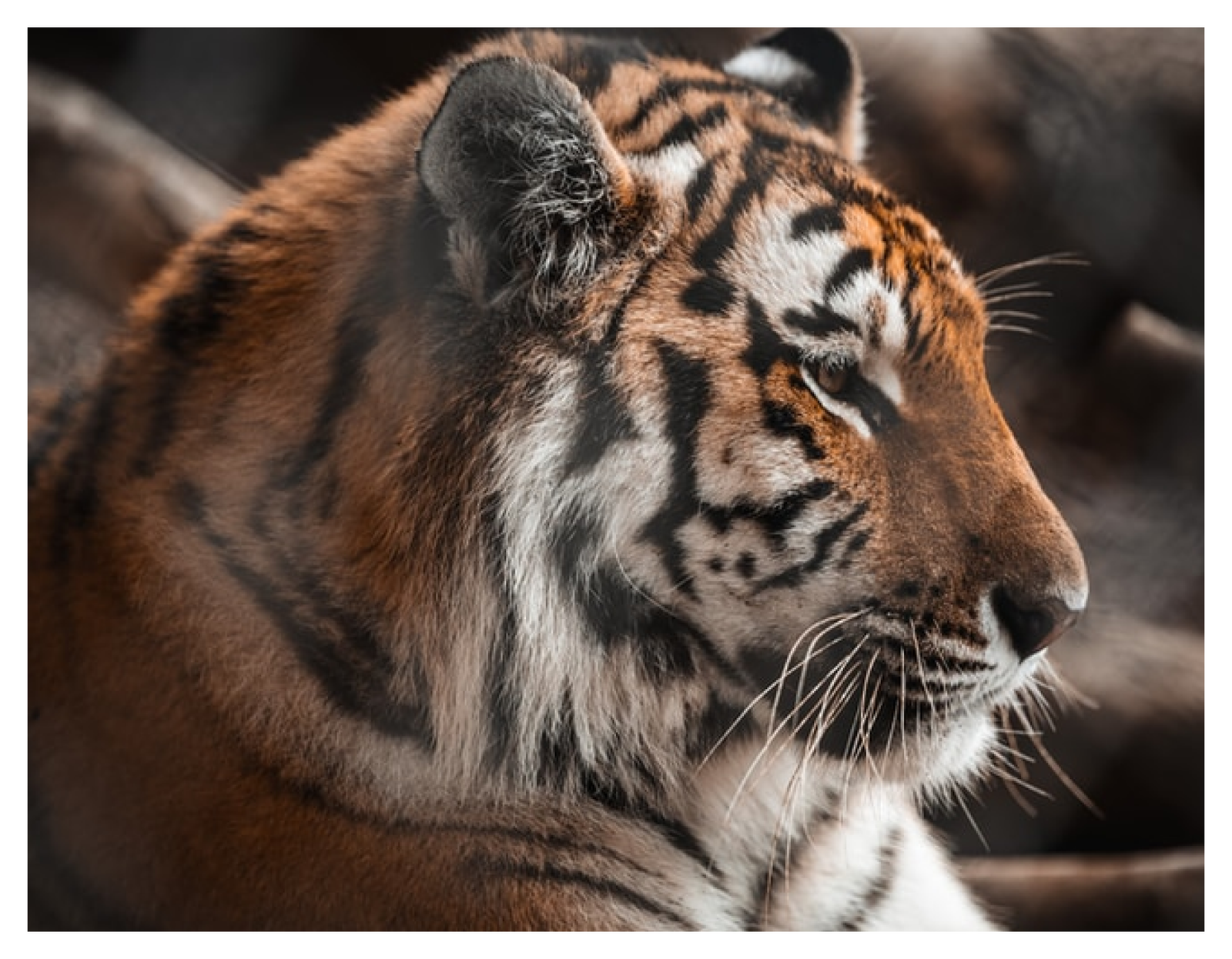 Tiger image